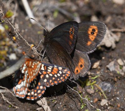 Butler's Alpine: Erebia epipsodea