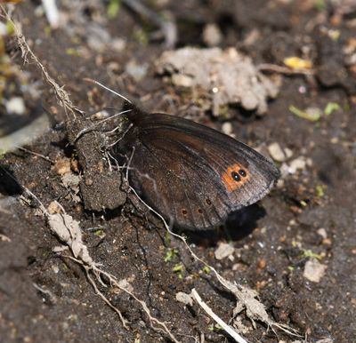 Butler's Alpine: Erebia epipsodea
