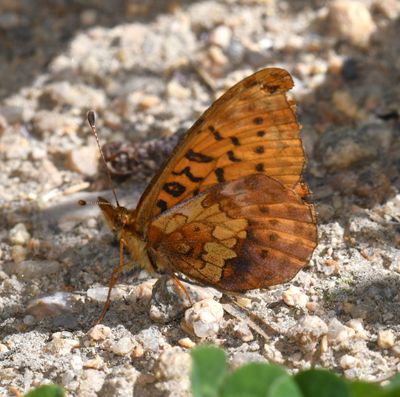 Western Meadow Fritillary: Boloria epithore