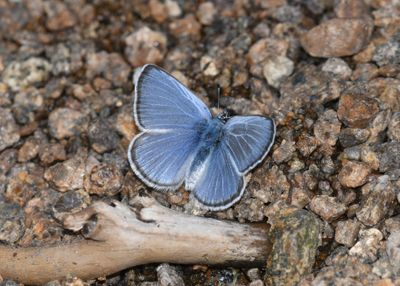 Silvery Blue: Glaucopsyche lygdamus