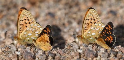 Field Crescent: Phyciodes pulchella with Mormon Fritillary: Speyeria mormonia