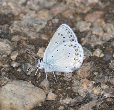 Anna's Blue: Plebejus anna