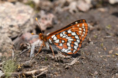 Anicia Checkerspot: Euphydryas anicia