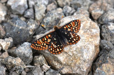 Anicia Checkerspot: Euphydryas anicia