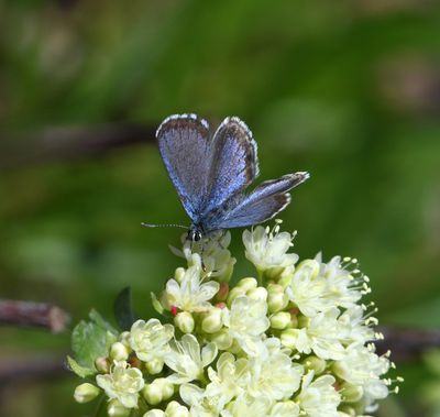 Cascadia Blue: Euphilotes heracleoides