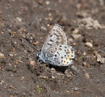 Cascadia Blue: Euphilotes heracleoides