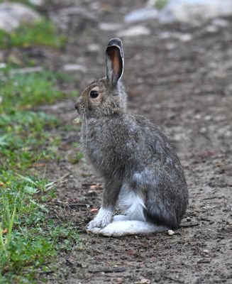 Snowshoe Hare