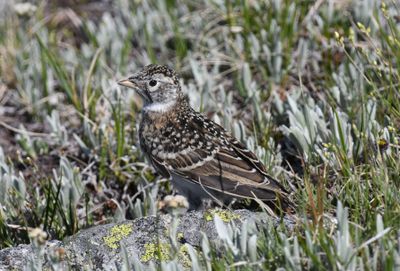 Horned Lark