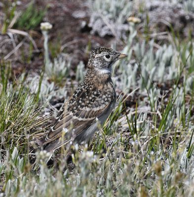 Horned Lark