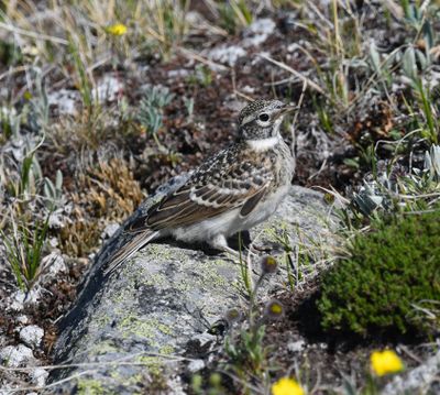 Horned Lark