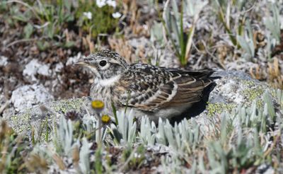 Horned Lark