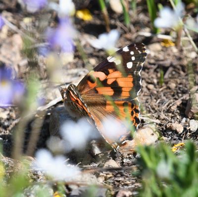 Painted Lady: Vanessa cardui