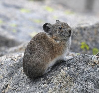 Pika