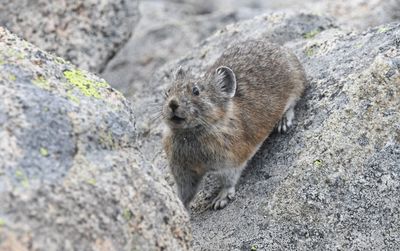 Pika