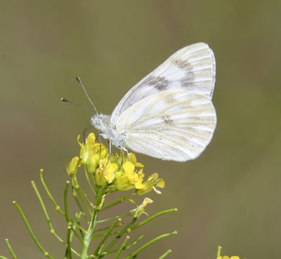 Western White: Pontia occidentalis