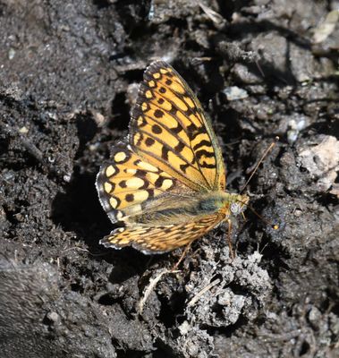 Callippe Fritillary: Speyeria callippe