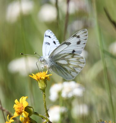 Western White: Pontia occidentalis