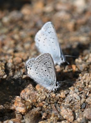 Greenish Blue: Icaricia saepiolus