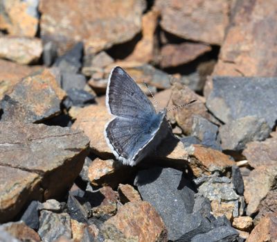 Arctic Blue: Agriades glandon