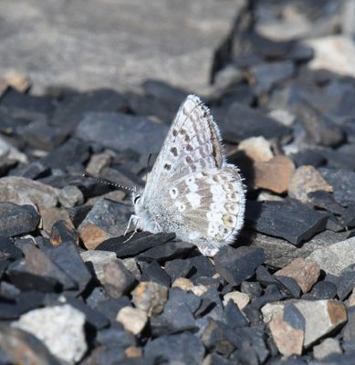 Arctic Blue: Agriades glandon