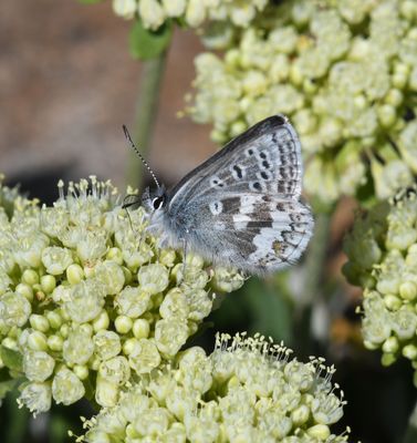 Arctic Blue: Agriades glandon