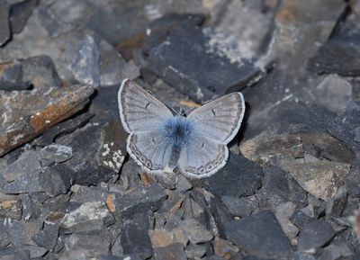 Arctic Blue: Agriades glandon