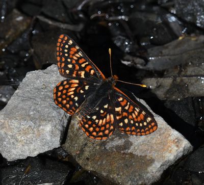 Anicia Checkerspot: Euphydryas anicia