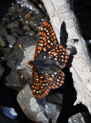 Anicia Checkerspot: Euphydryas anicia