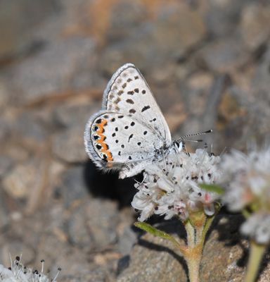 Acmon Blue: Icaricia acmon