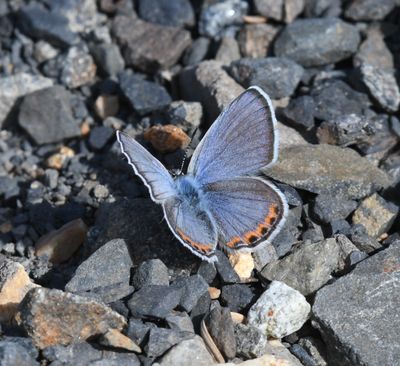 Acmon Blue: Icaricia acmon