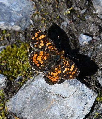 Field Crescent: Phyciodes pulchella