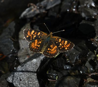 Field Crescent: Phyciodes pulchella