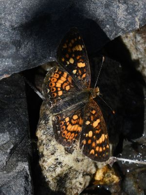 Field Crescent: Phyciodes pulchella
