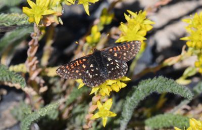 Anicia Checkerspot: Euphydryas anicia