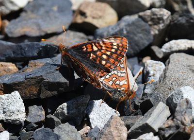 Anicia Checkerspot: Euphydryas anicia