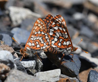 Anicia Checkerspot: Euphydryas anicia