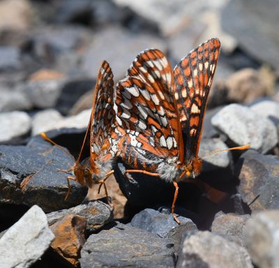 Anicia Checkerspot: Euphydryas anicia