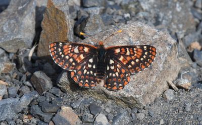 Anicia Checkerspot: Euphydryas anicia