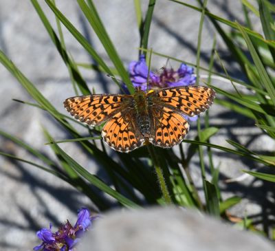 Arctic Fritillary: Boloria chariclea