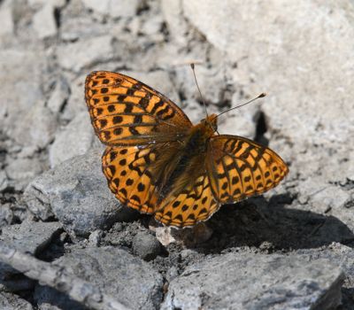 Hydaspe Fritillary: Speyeria hydaspe
