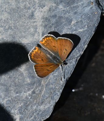 Lilac-bordered Copper: Lycaena nivalis