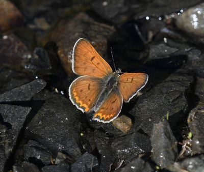 Lilac-bordered Copper: Lycaena nivalis