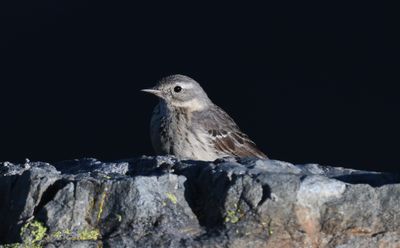 American Pipit
