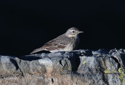 American Pipit