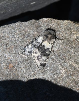 Moth