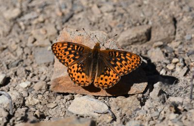 Hydaspe Fritillary: Speyeria hydaspe