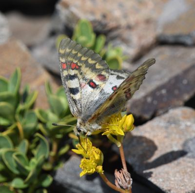 Mountain Parnassian: Parnassius smintheus