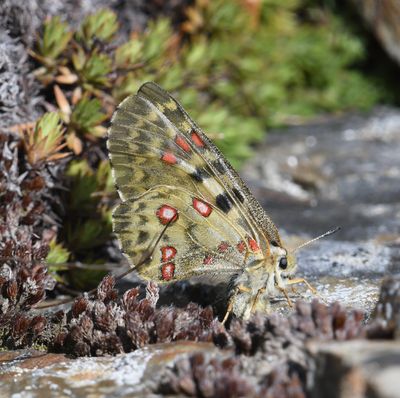 Mountain Parnassian: Parnassius smintheus