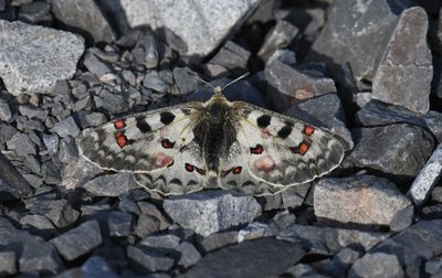 Mountain Parnassian: Parnassius smintheus