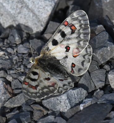 Mountain Parnassian: Parnassius smintheus